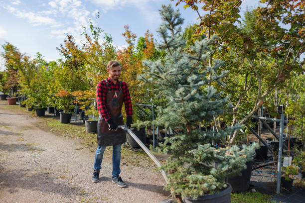 Trusted Hemet, CA Tree Service Experts